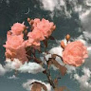 Meet your Posher, Emory